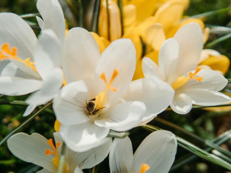 la-fleur-doranger-fraicheur-et-gourmandise-dans-les-parfums-min