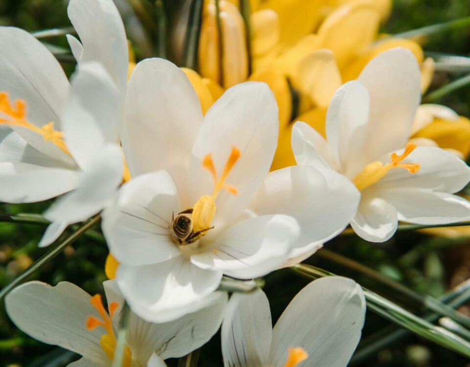 la-fleur-doranger-fraicheur-et-gourmandise-dans-les-parfums-min